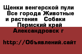 Щенки венгерской пули - Все города Животные и растения » Собаки   . Пермский край,Александровск г.